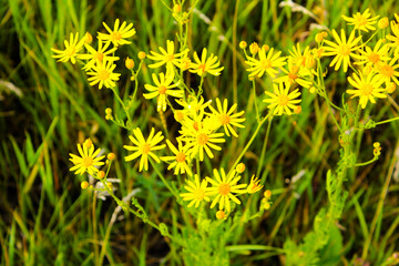 yellow dandelions in the grass