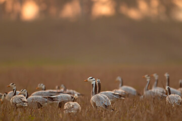 Flock of bar headed Goose at sunset 