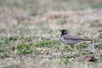 Fototapeta premium Black-throated thrush (Turdus atrogularis)
