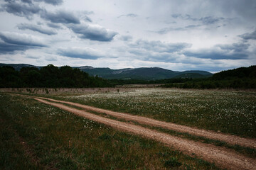 summer rural landscape with a flowering meadow, road and farm. spring wildflowers on the field.