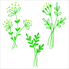 Botanical green flowers. Three branches. Vector