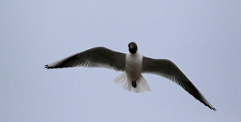 Black headed gull in flight above nesting colony
