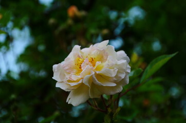 Obraz na płótnie Canvas Beautiful white roses in full bloom.