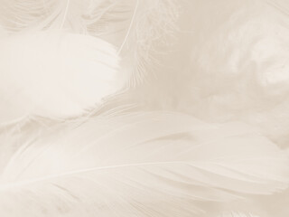 Beautiful abstract gray and white feathers on white background, soft brown feather texture on white pattern background, gray feather background