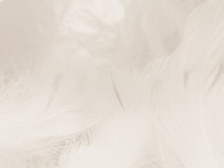 Obraz premium Beautiful abstract gray and white feathers on white background, soft brown feather texture on white pattern background, gray feather background