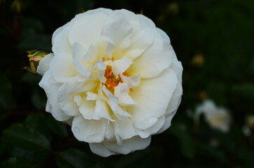 Beautiful white roses in full bloom.