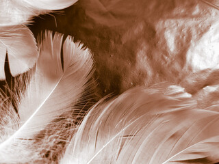 Beautiful abstract white and brown feathers on black background and soft yellow feather texture on white pattern and yellow background, feather background, gold feathers banners