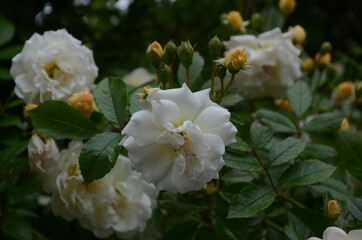 Beautiful white roses in full bloom.