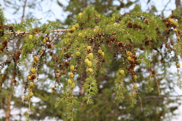 pine branch with young cones