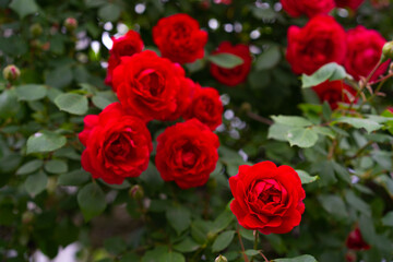 Growing bush of red roses