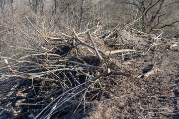 Fototapeta premium Branches on earth. from sawn trees