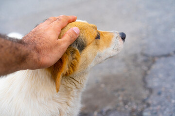 Man's hand stroking a dog