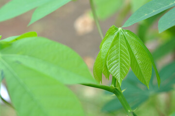 Nature Green Cassava Shoot Images Stock Photos