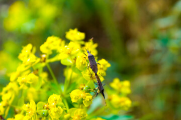 yellow flowers on a green background