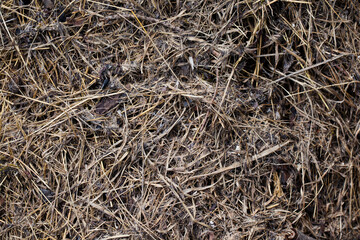 Rozkładająca się sucha, skoszona trawa, kompost, zbliżenie. © AP-STUDIO