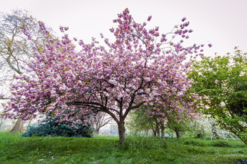 The big  Pink Blossoming Apple tree in England park