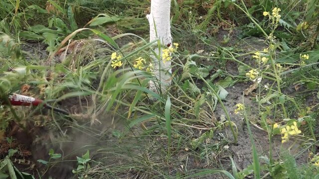 man digs a tree with a rake in his garden