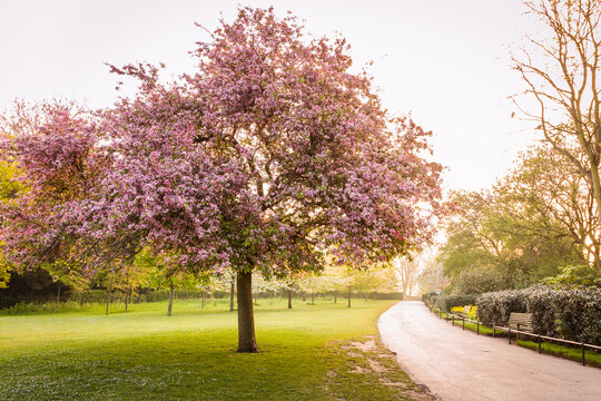 The path with the bench near the big  green Willow tree in England park