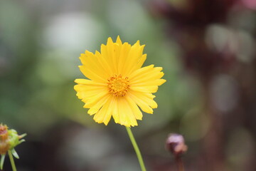 This is a yellow flower captured using camera. Flower is focused and the background is blurred