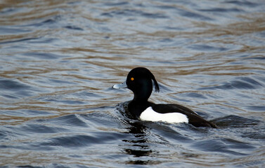 Male tufted duck swimming on the lake