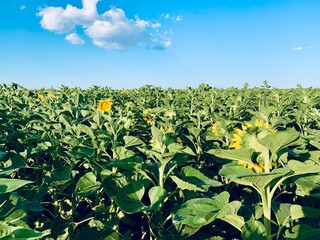 field of sunflowers