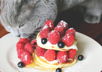 A gray Scottish cat eats freshly ripened sweet raspberries harvested in June. Omnivore cat.