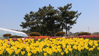 Obraz premium field of tulips