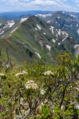 オオカメノキ（ムシカリ）