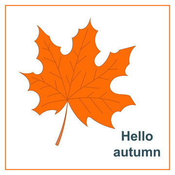 Vector greeting card hello autumn with beautiful orange muple leaf
