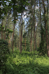 Green and impressive forest with ferns and high trees with leaves on the top