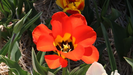 red and yellow tulips