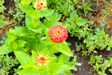 wild strawberry flower