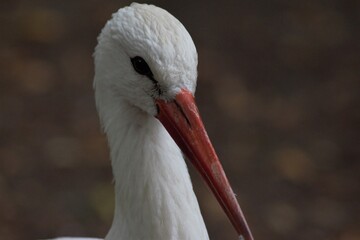 Animals at the Kyiv Zoo