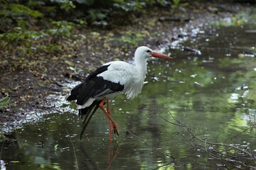 Animals at the Kyiv Zoo