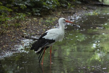 Animals at the Kyiv Zoo