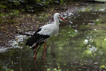 Animals at the Kyiv Zoo