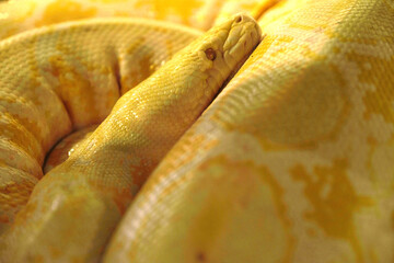 Gold python in the wild he eat full and want to sleep.