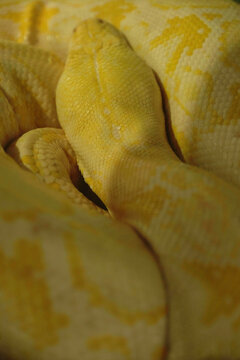 Gold python in the wild he eat full and want to sleep.