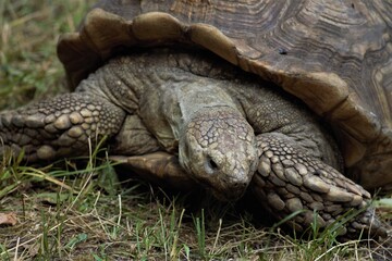 Animals at the Kyiv Zoo