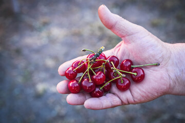 Cherry burn lie on the palm of an elderly man