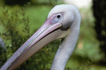 Animals at the Kyiv Zoo