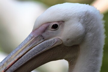 Animals at the Kyiv Zoo