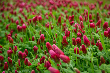 Obraz premium Blooming field of red clover
