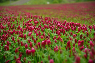 Blooming field of red clover