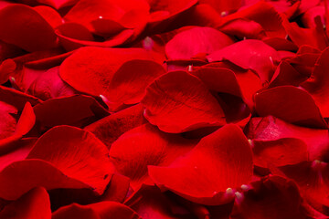 Natural floor of red rose flower petals with water drops