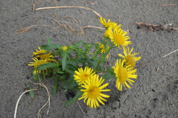 Yellow flowers elecampane in the sand. Blossoming elecampane.