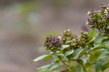 Purple flower of a basil plant