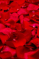 Natural floor of red rose flower petals with water drops