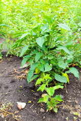 green plant growing in the garden