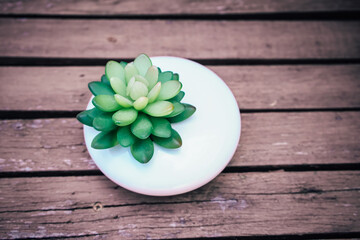Cactus succulent in white planter on woodden background